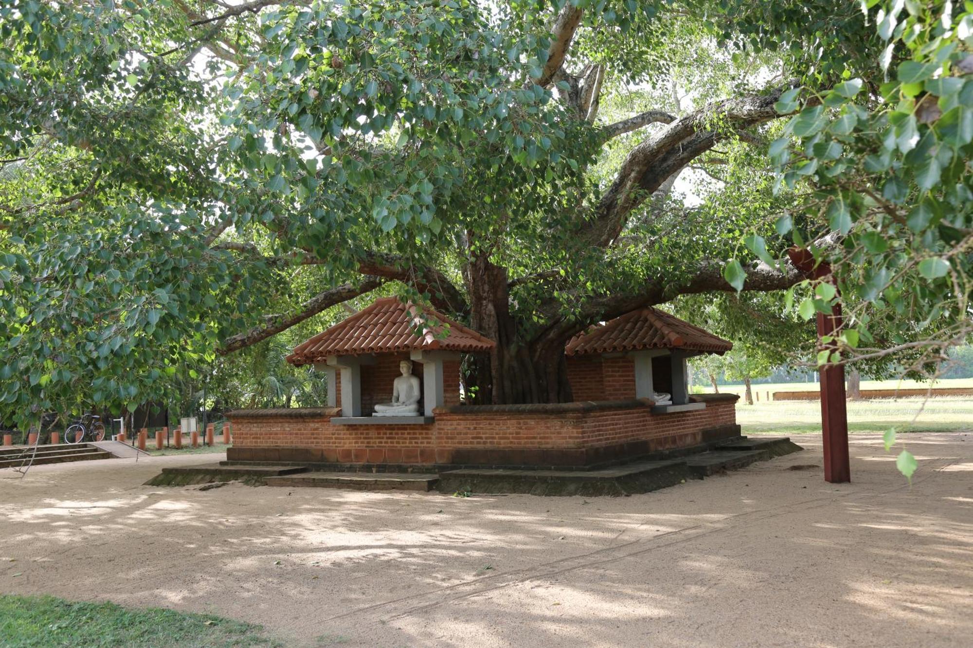 The Yala City Guest House Tissamaharama Exterior foto